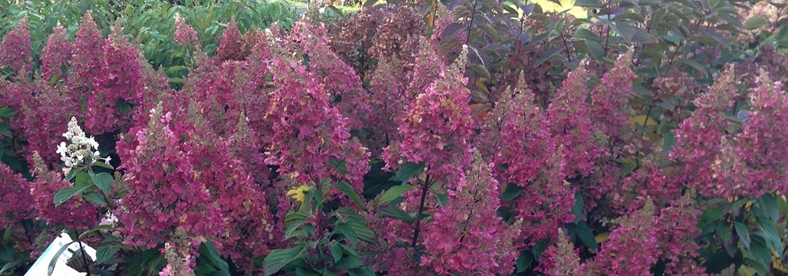 Candlelight - 22-10-13.jpg